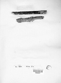 Karstenula hirta image